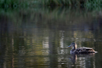 a lone duck swims in the lake
