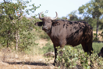 Kaffernb&uuml;ffel / Buffalo / Syncerus caffer