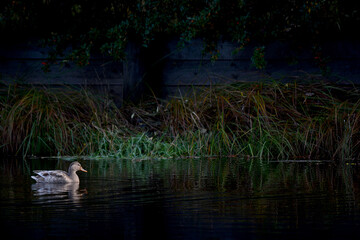 Duck swim in the lake at the wooden fence