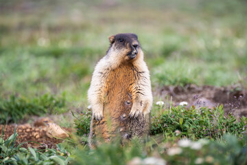 The marmot stands in the grass and watches the situation