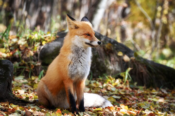 The fox is sitting in the autumn forest