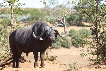 Fototapeta premium Kaffernbüffel / Buffalo / Syncerus caffer