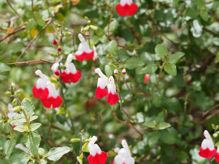Sauge de Graham 'Hot Lips' ou salvia microphylla, arbuste décoratif de haie ou massif à fleurs...