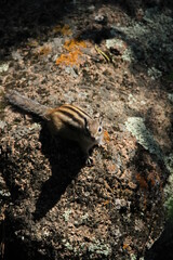 chipmunk in the forest on the rocks