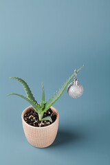 Christmas decoration in form of silver ball on green aloe vera in pot on blue background.
