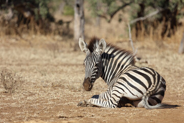Obraz na płótnie Canvas Steppenzebra / Burchell's Zebra / Equus burchellii...