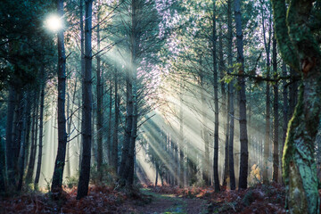 Magnificent landscapes of a pine forest crossed by sunlight