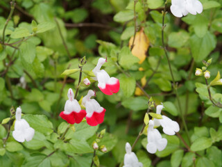 (Salvia greggii ou microphylla) Sauges à petites feuilles 'Hot Lips' à fleurs blanches, lèvres...