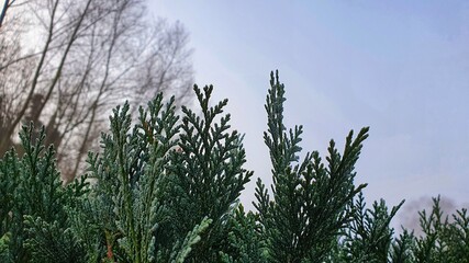Fir and sky in winter