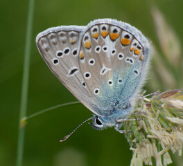butterfly on a green leaf