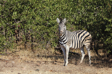 Steppenzebra / Burchell's zebra / Equus burchellii