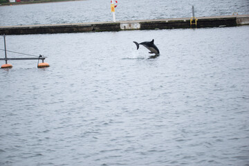 Fototapeta premium Dolphin enjoy life, in Vilsund Harbor, Denmark.
