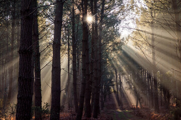 Magnificent landscapes of a pine forest crossed by sunlight