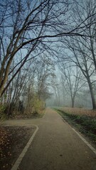 Fototapeta premium Forest path on foggy autumn morning
