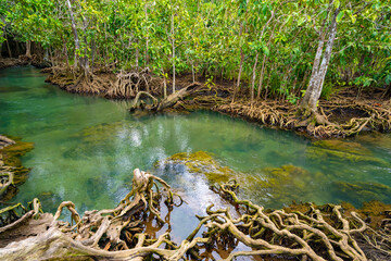 Fototapeta na wymiar Amazing crystal clear emerald canal with mangrove forest at Thapom Krabi Thailand ,Emerald pool is unseen pool in mangrove forest.
