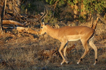 Schwarzfersenantilope / Impala / Aepyceros melampus