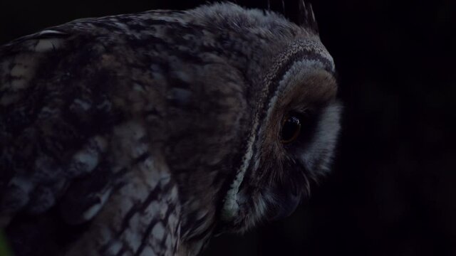 Close up detail of young long eared owl (Asio otus) gazing and sitting on dense branch deep in crown. Wildlife dark tranquil portrait footage of bird head in detail in natural night habitat background