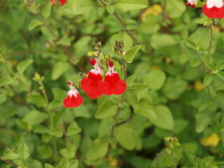 (Salvia microphylla ou greggii 'Hot Lips') Sauge de Graham ou sauge à petites feuilles aromatiques et fleurs blanche et rouge