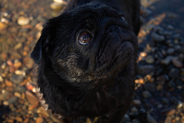 black pug, dog looks to the side and stands on pebbles