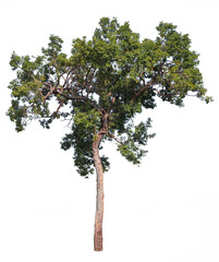 tree tropical isolated on white background