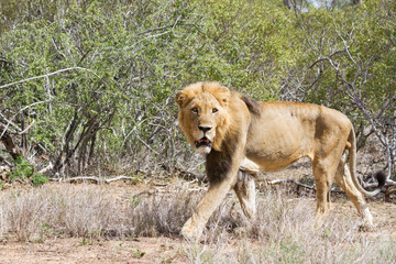 Naklejka na ściany i meble Large adult male lion (Panthera leo) with a dark mane looking directly at camera while walking in the grass in Kruger National Park, South Africa
