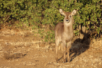 Wasserbock / Waterbuck / Kobus ellipsiprymnus