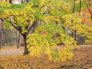 紅葉するカエデ