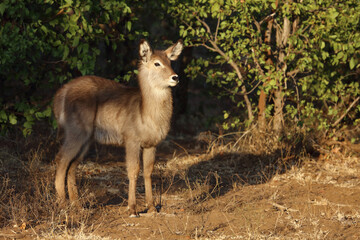 Wasserbock / Waterbuck / Kobus ellipsiprymnus