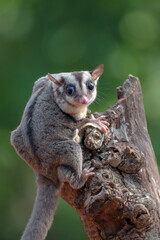 Sugar glider ( Petaurus breviceps ) on tree branch