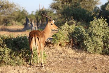 Schwarzfersenantilope / Impala / Aepyceros melampus