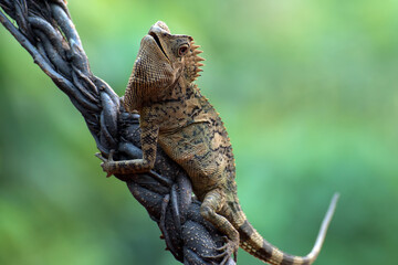 Forest dragon ( Gonocephalus chamaeleontinus ) in their habitat