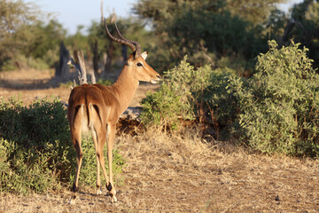 Schwarzfersenantilope / Impala / Aepyceros melampus