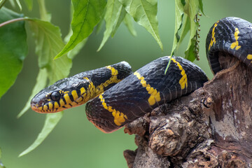 boiga snake dendrophilia in defensive mode, the gold-ringed cat snake,venomous snake