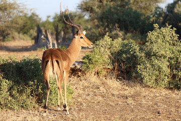 Schwarzfersenantilope / Impala / Aepyceros melampus