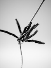 seed pods