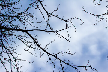 Full frame texture upward view of autumn bare tree branches against a blue sky with soft clouds
