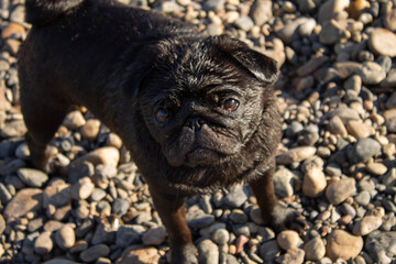 black pug, dog looks to the side and stands on pebbles