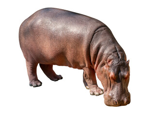 Isolated Hippopotamus on white background, Hippopotamus head down on the ground to eat.