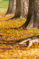 Vertical image tree stub in park, many small yellow flower spread on ground, selected focus tree in middle. Natural light, warm tone image. Space for text, low angle view.