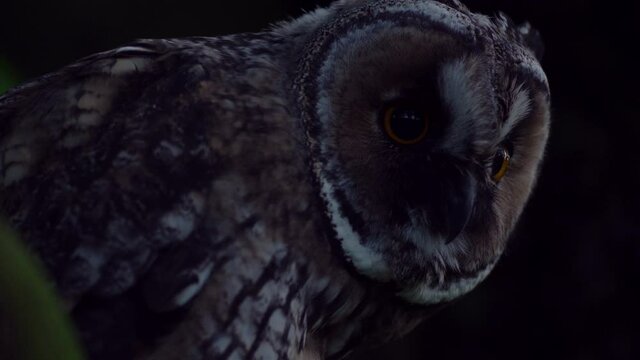 Close up detail of young long eared owl (Asio otus) gazing and sitting on dense branch deep in crown. Wildlife dark tranquil portrait footage of bird head in detail in natural night habitat background