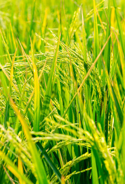Vertical image of beautiful rice field, Close up to one ear of rice or ear of paddy, selected focus. Blurred foreground and background. Fresh of nature cover rice field.