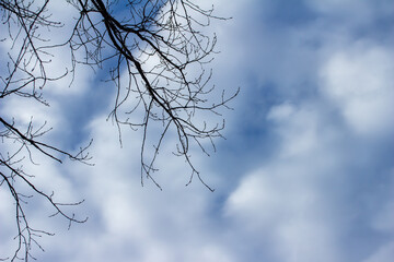 Full frame texture upward view of autumn bare tree branches against a blue sky with soft clouds