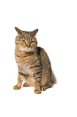 furry cat on an isolated background