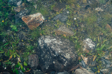Nature background of green vegetation and stones in clear water. Underwater flora close-up. Natural texture of greenery on bottom of mountain lake after flood. Calm transparent water surface of lake.