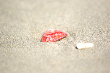 三重県　伊勢志摩で見つけた貝殻