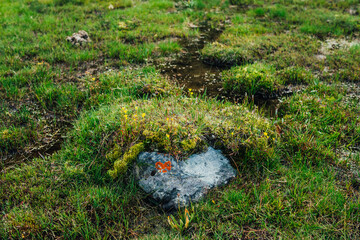 Stone with orange lichen of heart shape among wild flora of highlands. Scenic nature background with alpine lush greenery. Vivid green grasses closeup in mountains. Natural backdrop of mountain flora.