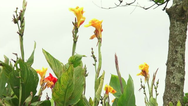 ellow colored flowers in a garden.  
