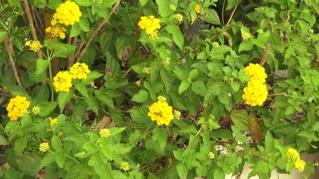 ellow colored flowers in a garden. 