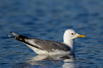 Sturmmöwe (Larus canus)