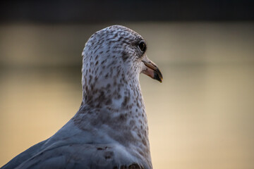 An American Herring Gull in Lake Havasu, Arizona